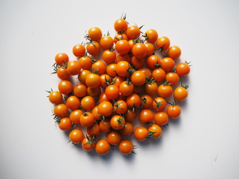オレンジ色ミニトマト 1kg【プリっとした食感・栄養満点】熊本県産：ギフトメッセージ対応