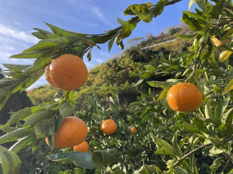 【ミニサイズ限定】完熟大長みかん5kg