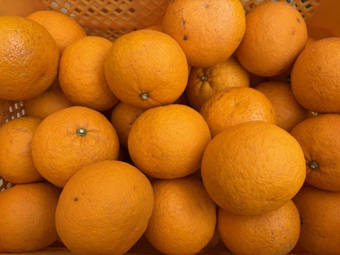 濃厚で甘い！甘夏みかん🍊自然栽培・肥料農薬不使用・安心安全！4kg 10玉前後