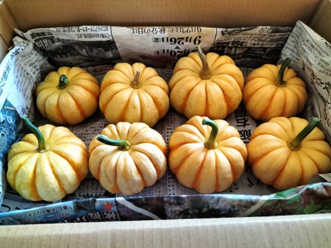プッチーニ（約2kg 6〜10玉 ）🖤ねっとり甘い可愛いカボチャ【冬ギフト】