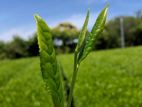 《メール便》どうまい緑茶プレミアム