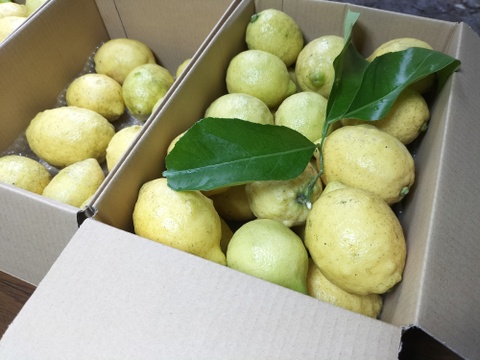 【訳あり】広島県産「これが夏レモン」《約18〜20個入》4kg以上