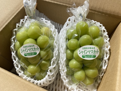 家庭用】シャインマスカット1kg☆長野県産☆発送9月中旬〜：長野県産の