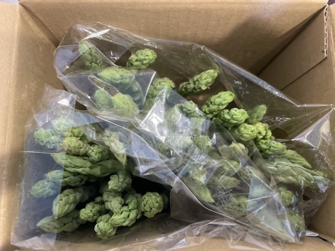 【訳あり】那須の麓の朝採りふぞろいなアスパラガス　S~2Lサイズおまかせ2,000g