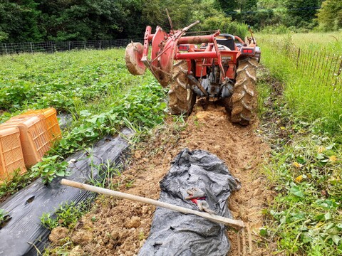 絹の様な滑らかさ！サツマイモ「シルクスイート」1.5kg