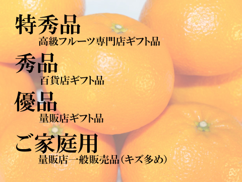 濃厚完熟　蔵出し　愛媛伊予柑　ご家庭用・４ｋｇ