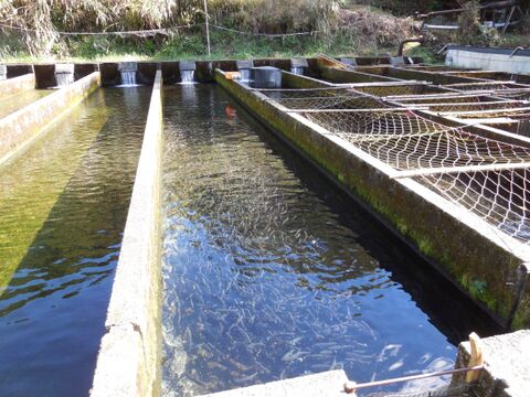 金色のいくら入り！サクラマスを丸々一尾お届け！【冷蔵便でお届け】