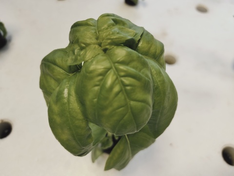 美味しいリーフレタス類などがメインの葉物野菜詰め合わせ　農薬、化学肥料不使用　80サイズ一箱