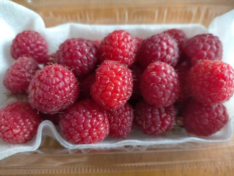 大玉果を選別！美容健康に！国産ラズベリー（冷凍・300g）収穫したてのものをすぐに冷凍しました！
