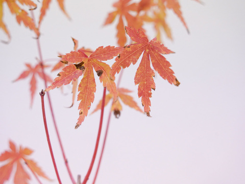 ミニ盆栽【紅葉🍁ヤマモミジ ×白花柄陶器】高さ30cm×横10cm 【朝市限定】