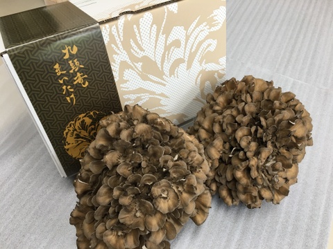 採りたて 九頭竜まいたけ ２株 福井県産 食べチョク 農家 漁師の産直ネット通販 旬の食材を生産者直送