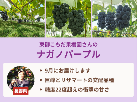 【売り切れ】【限定200セット】ぶどう食べ比べ便（食べチョク公式）