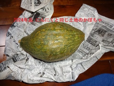 【今が旬】大きさと味に感動！安心安全の農法で育てたジャンボにんにく【一房】