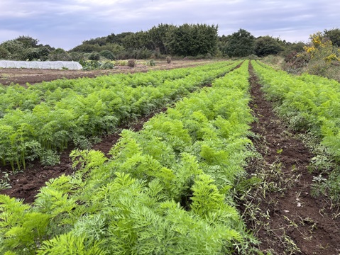 ミニミニ人参！ 2kg