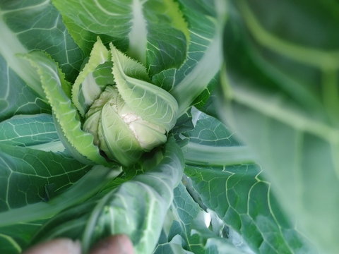 淡路島　カリフラワー5株
