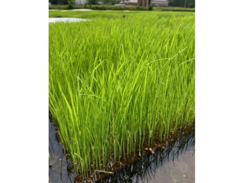 無施肥・農薬不使用・除草剤不使用 南魚沼産コシヒカリ 玄米 5kg