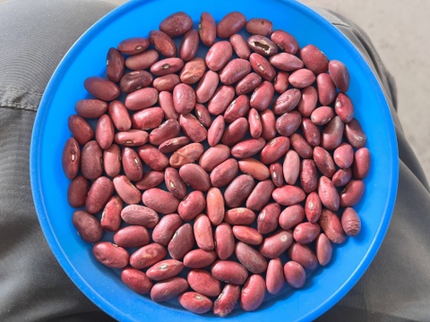 訳あり！北海金時豆 （900g） メール便  手選別  オーガニック（有機） 2025年産