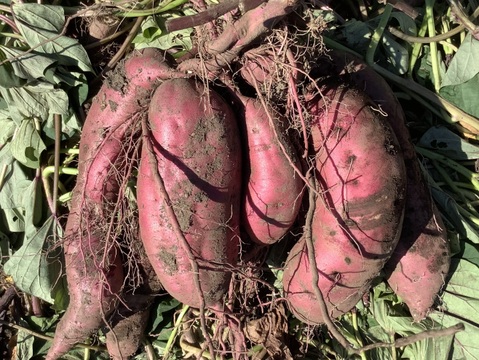 🍠さつまいも　紅あずま🍠　５kg❗️