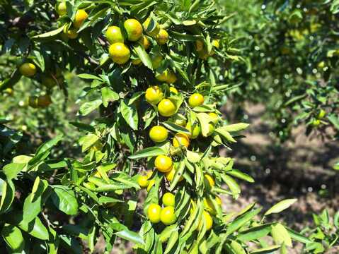 温州ミカン　2.5㎏前後【農薬化学肥料不使用】【甘み酸味バランス◎】【熨斗(のし)対応可】