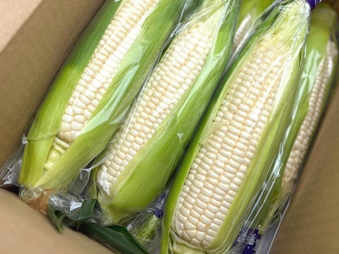 【お試し】朝採れ甘〜い白いとうもろこし（雪の妖精）3〜5本　【朝どれ】