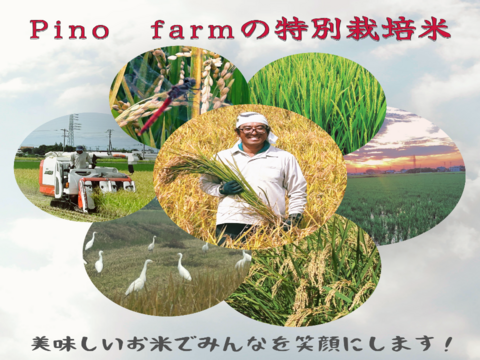 【冷めても感動】Pino farm「弾む、雪肌もち米」～R7年産特別栽培米　ミルキークイーン　10㎏～