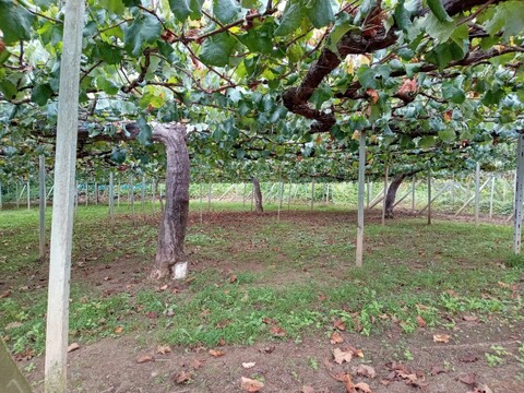 【食べる喜び・贈る喜びを感じる】★訳あり・家庭用★巨峰1㎏　2～3房