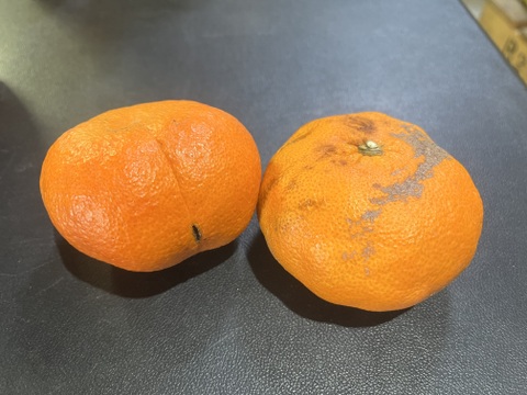 訳あり せとか＆甘平5kgセット