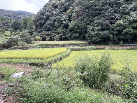 5年産天日干しヒノヒカリ　天草の山間地清流米(白米5キロ)