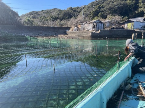 お料理好きな方に是非【2024新物】春あおさ＆佃煮チャレンジ セット