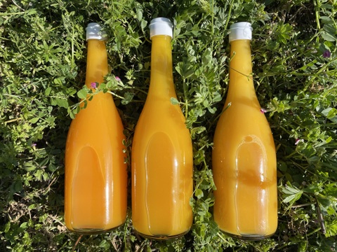 めちゃくちゃ希少！プリンセス48（愛媛果試48号）のストレートジュース！