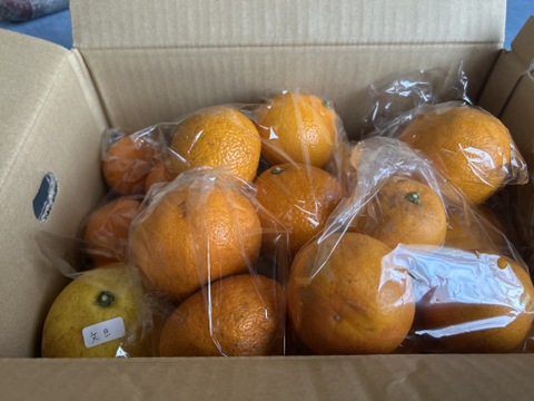 お任せ柑橘詰め合わせセット（３種類以上）箱重量込み４㎏【自然栽培】農薬不使用・化学肥料不使用・除草剤不使用【柑橘食べ比べ】