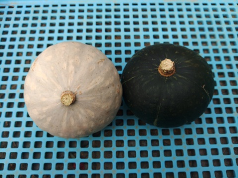 【野菜3種セット】　彩誉ニンジン 2.5kg　×　白爵かぼちゃ 1個（600g）　×　栗政宗かぼちゃ 1個（600g）