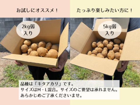 ジャガイモ】キタアカリ5kg弱（M/Lサイズ混合お任せセット