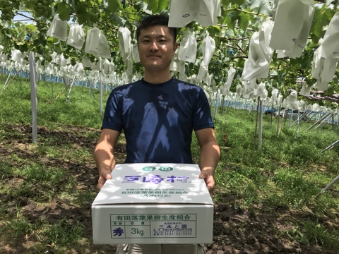 紀州有田巨峰村のとびっきり！あま～い完熟巨峰3kg(種あり7-9房)化粧箱入り
