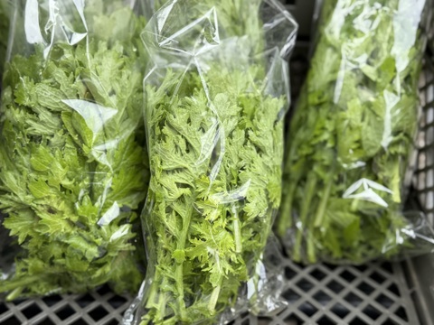 【新鮮！】農薬不使用 わさび菜 500g【冬ギフト】