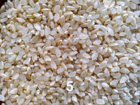 【５分づき＊４ｋｇ（２ｋｇ×②袋）】一等米【栽培期間中農薬不使用コシヒカリ】【80】1年間🌱農薬・化学肥料・除草剤・動物性堆肥不使用　米穀類🥇１位受賞✨食べチョクAW2023【令和７年産】