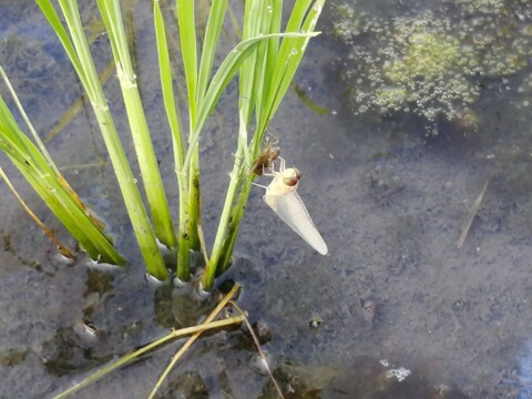 赤トンボが生まれるサステナブルな田んぼのコシヒカリ✤菜の花✤育ち！ 
減農薬菜の花米☆令和3年産☆25kg☆玄米