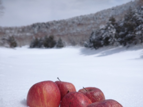 加工用  冬越えりんご　 フジ  天然雪貯蔵