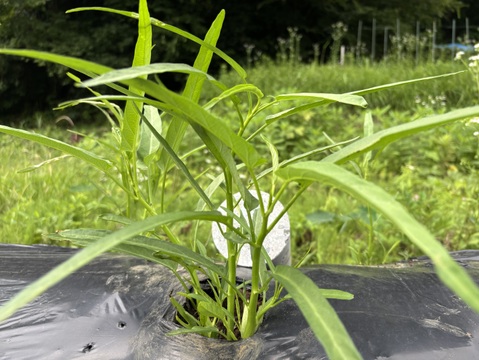 自然栽培 丹沢山麓の固定種・在来種野菜Sセット 4品種　農薬・化学肥料・動物性肥料は一切不使用  菌ちゃん農法