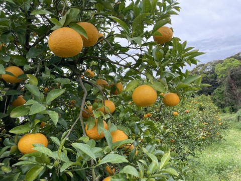 【自然栽培】日向夏/甘夏みかんの2種詰合せ 5㎏箱詰-農薬不使用/無肥料/無除草剤-