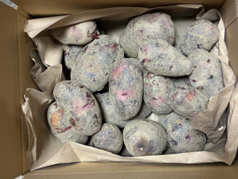 【訳ありセール中】コクと甘味が特徴のねっとり系！『グラウンドペチカ』 ジャガイモ (2kg)