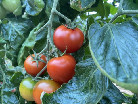 【お試し割中】艶り！ジューシー♥レッドオーレトマト🍅1kg