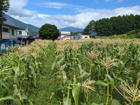 【栽培期間中　農薬不使用】訳アリ！とうもろこし＊ゴールドラッシュ（14本前後・80サイズの箱に入るだけ）