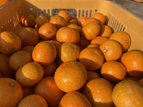 【ミニサイズ限定】完熟大長みかん5kg