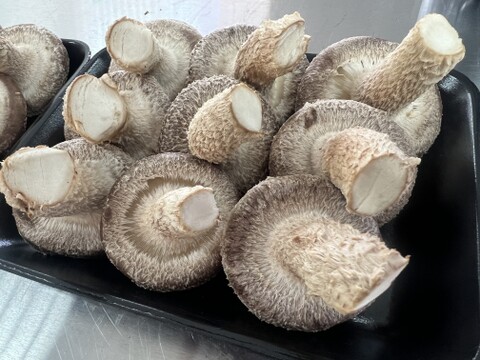 【父の日ギフト】大田区で収穫！東京福しいたけギフト用（600g・パック包装）