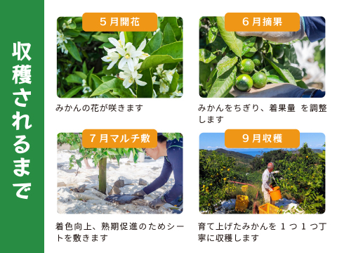 YN26（みかん）家庭用5kg｜和歌山で生まれた温州みかんの有望品種を産地直送でお届け