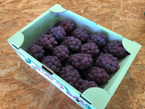 はじける口当たり🎶《デラウェア》16房前後　朝の採れたて発送《予約販売》7月末発送