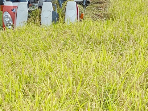 【令和7年】ミルキークイーン・再生二期作・玄米（10kg）【栽培期間中　農薬・化学肥料不使用】