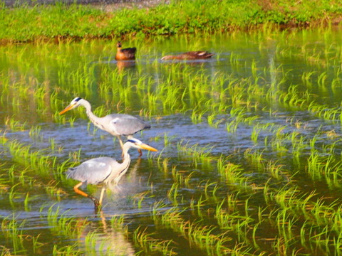 伊勢ヒカリ　もちもち玄米（農薬化成未散布栽培）