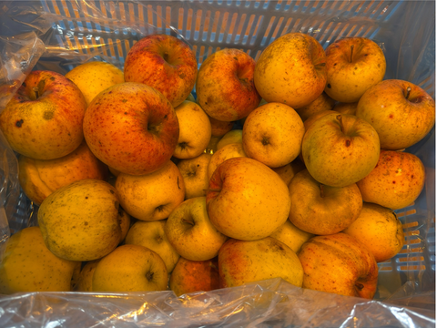 甘くてジューシーりんご　訳あり３kg